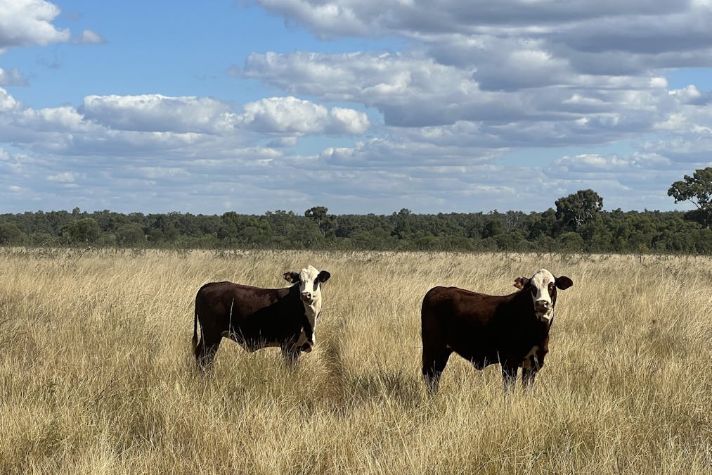 Flinders Highway, Torrens Creek, QLD, 4816 - Image 1