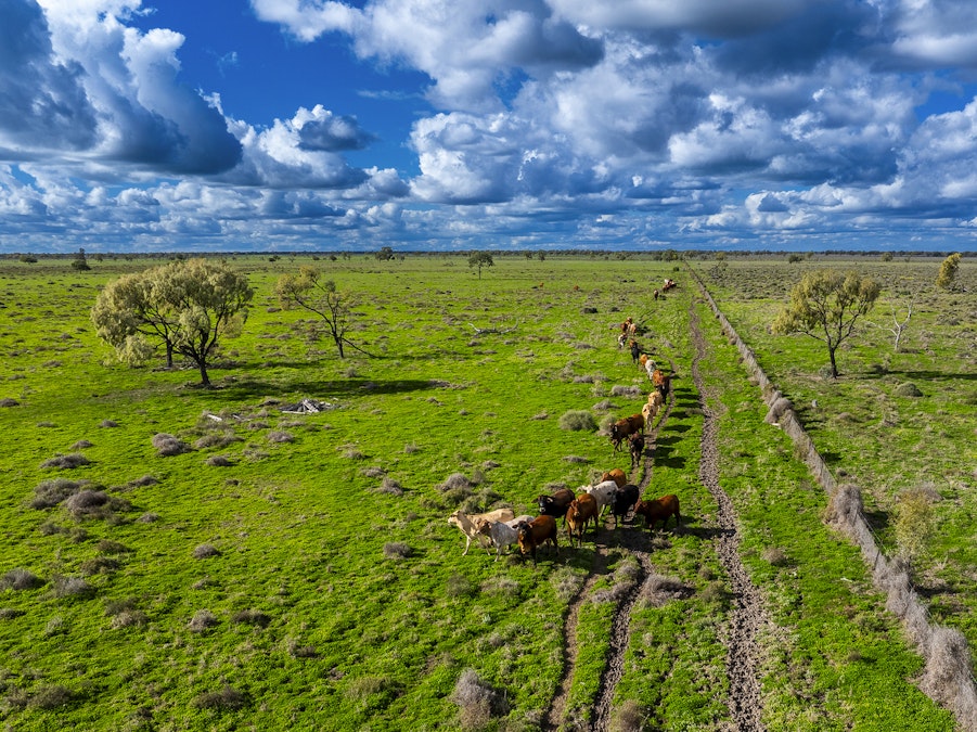 'Trewilga' , Coonamble, NSW, 2829 - Image 10