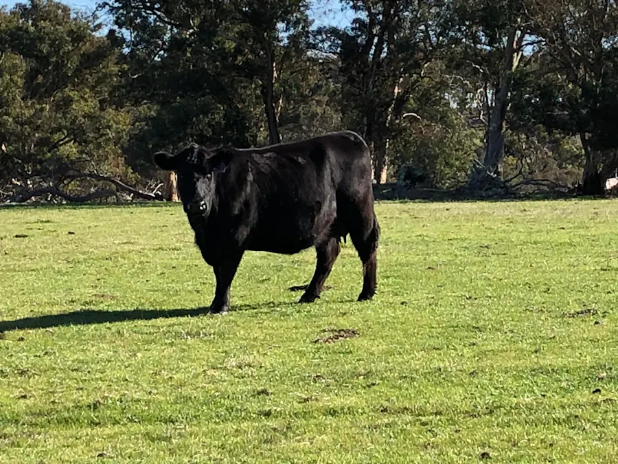 Mobrup Road, Mobrup, WA, 6395 - Image 7