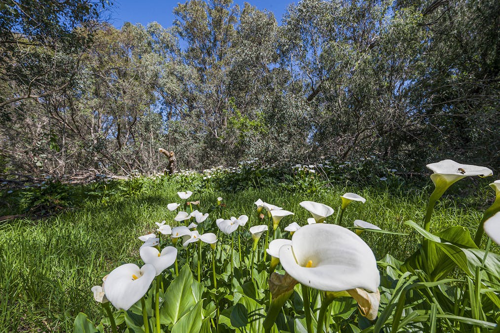 43 Arbuckle Street, Muchea, WA, 6501 - Image 11