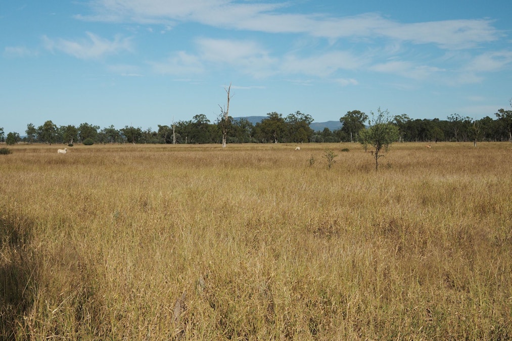 Bauhinia, QLD, 4718 - Image 3