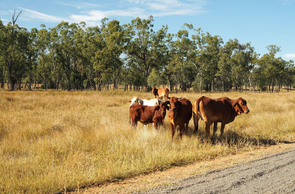 Bauhinia, QLD, 4718 - Image 7