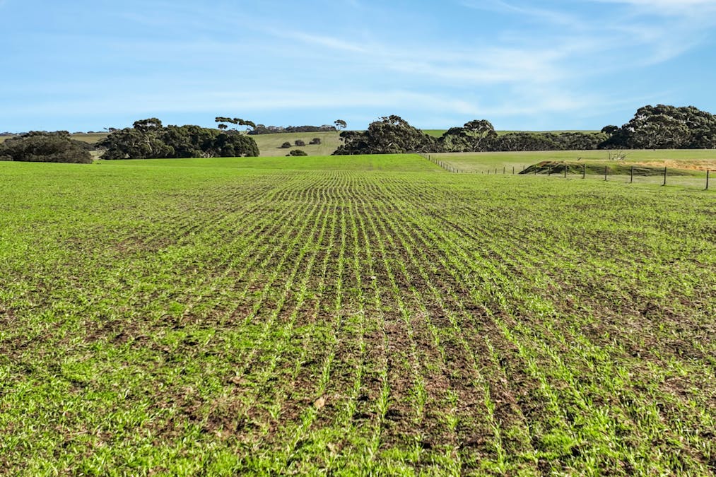 1048 Crabbs Road, Newland, SA, 5223 - Image 11