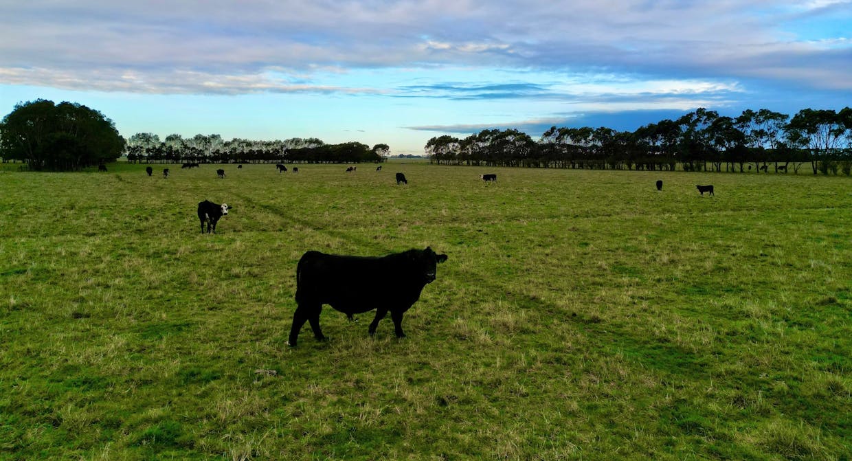 Sisters-Noorat Road, Noorat, VIC, 3265 - Image 2