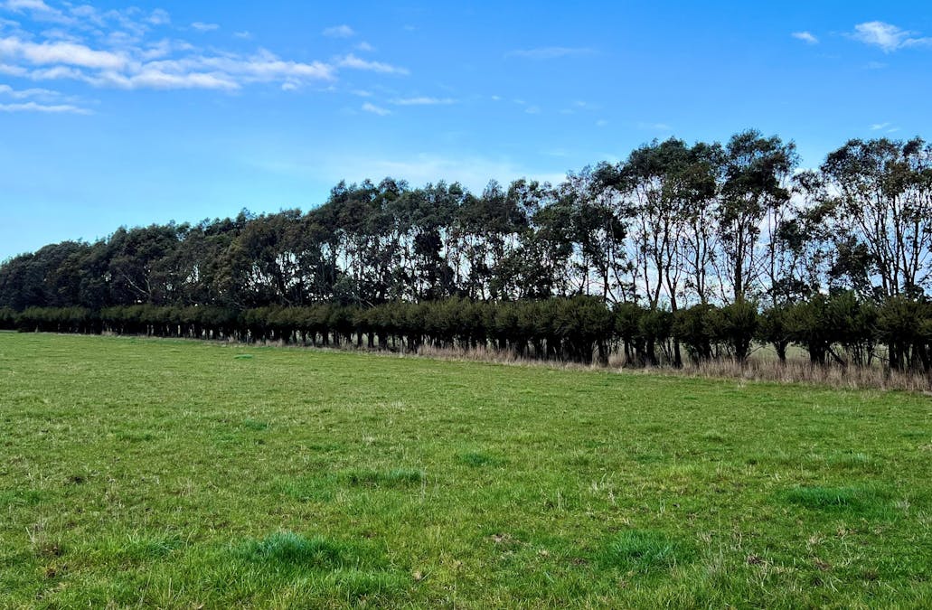 Sisters-Noorat Road, Noorat, VIC, 3265 - Image 5