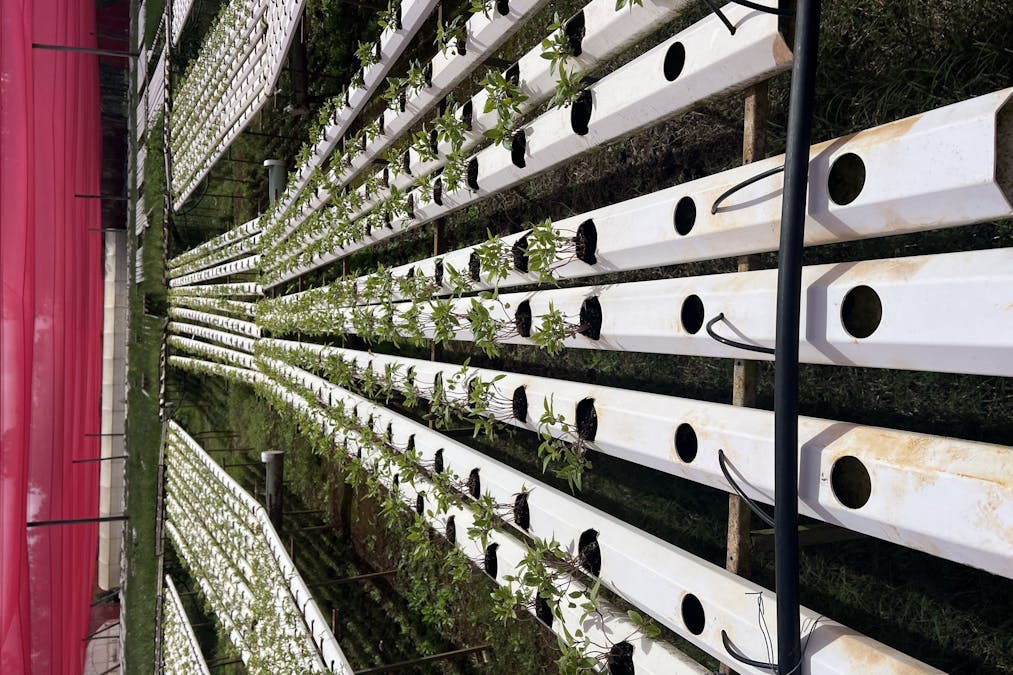 995-1007 Longlands Gap Road, Wondecla, QLD, 4887 - Image 4