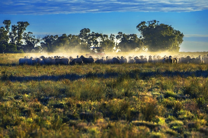 'Darriwell Aggregation' , Trundle, NSW, 2875 - Image 1