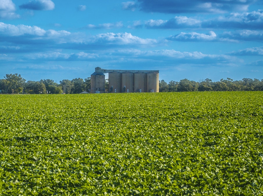 'Darriwell Aggregation' , Trundle, NSW, 2875 - Image 3