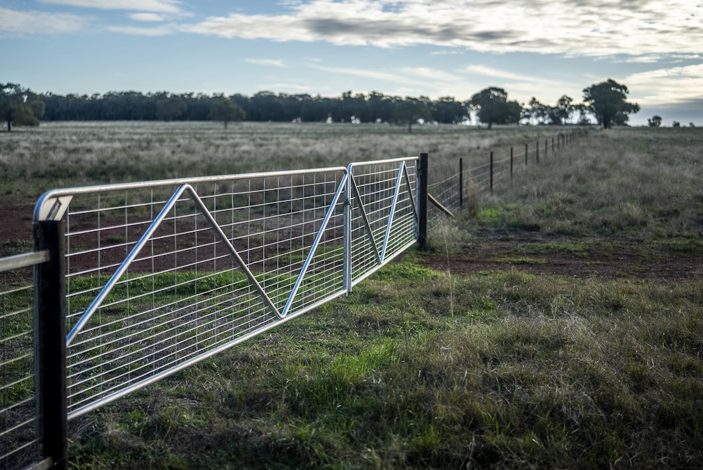 'Darriwell Aggregation' , Trundle, NSW, 2875 - Image 29