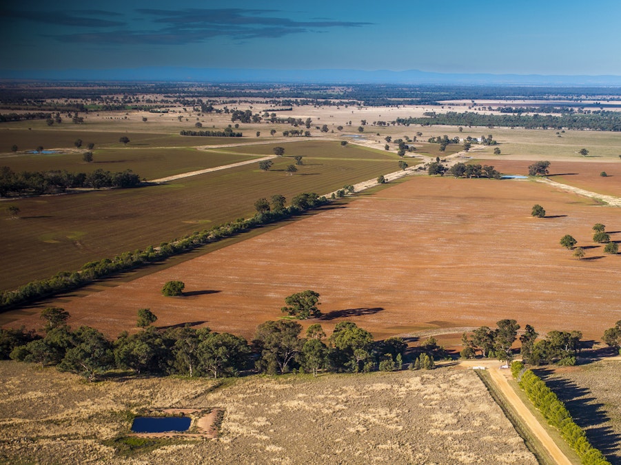 'Darriwell Aggregation' , Trundle, NSW, 2875 - Image 19