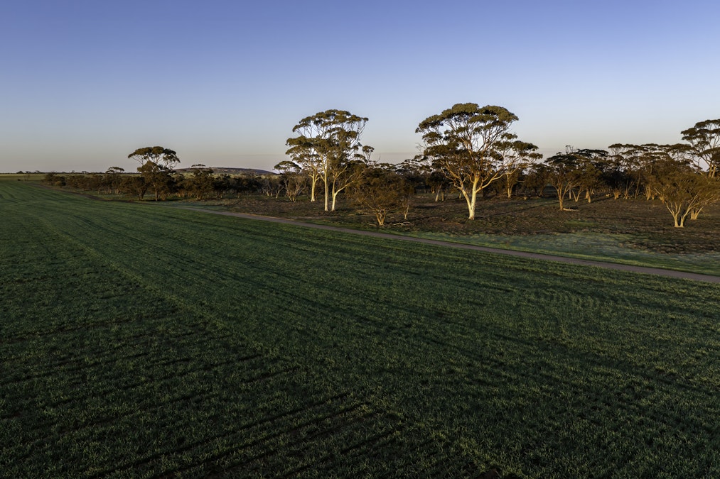 13019 Kununoppin-Mukinbudin Road, North Kununoppin, WA, 6489 - Image 1