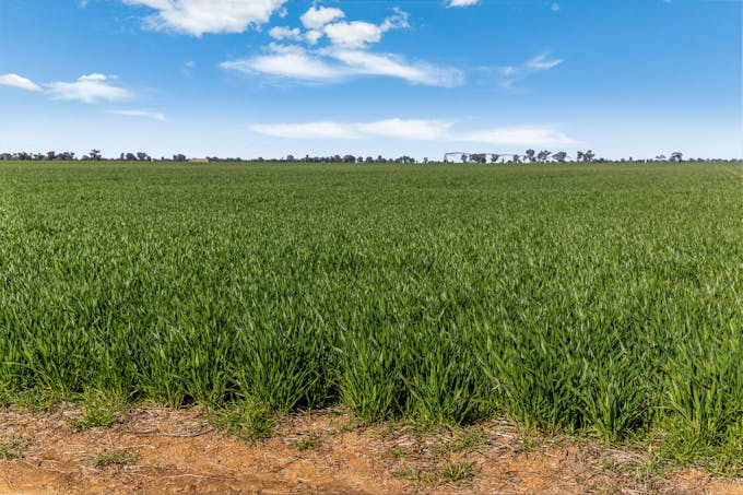 386 Butler Road, Moama, NSW, 2731 - Image 1