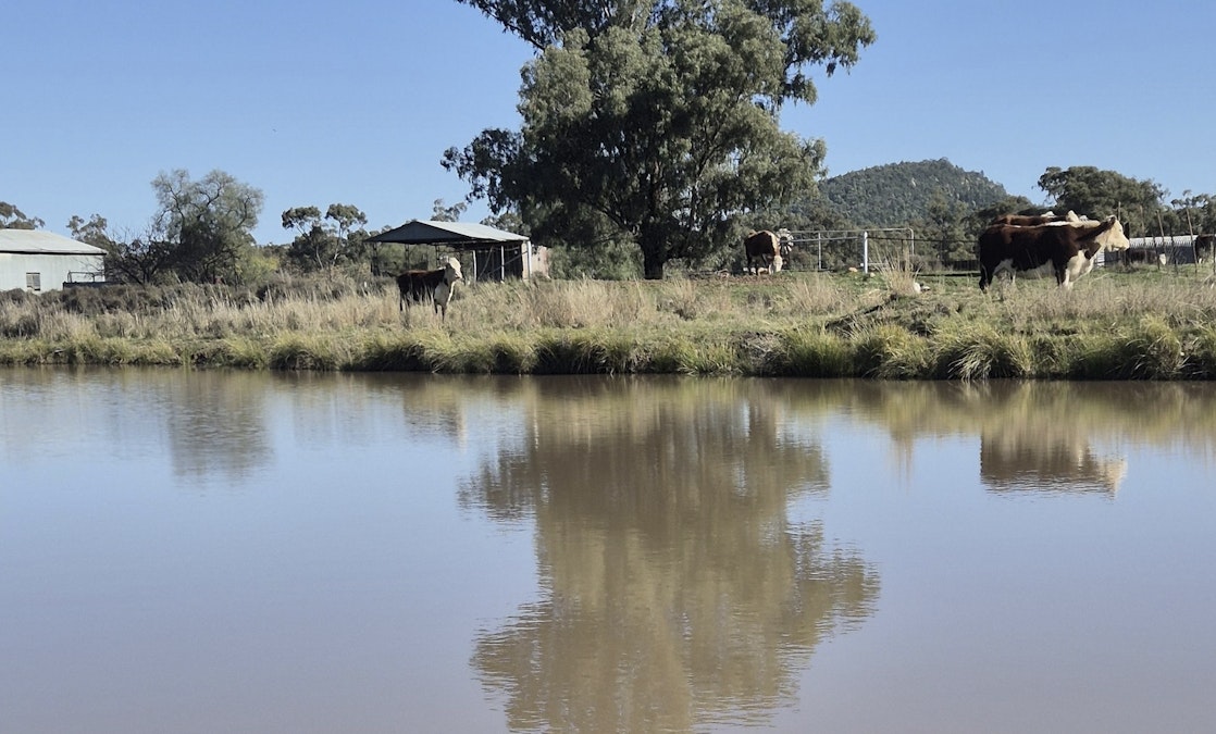 4668/ The Bogan Way , Bogan Gate, NSW, 2876 - Image 1