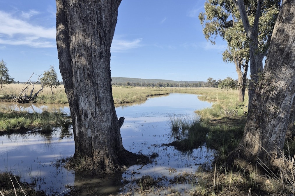 4668/ The Bogan Way , Bogan Gate, NSW, 2876 - Image 3