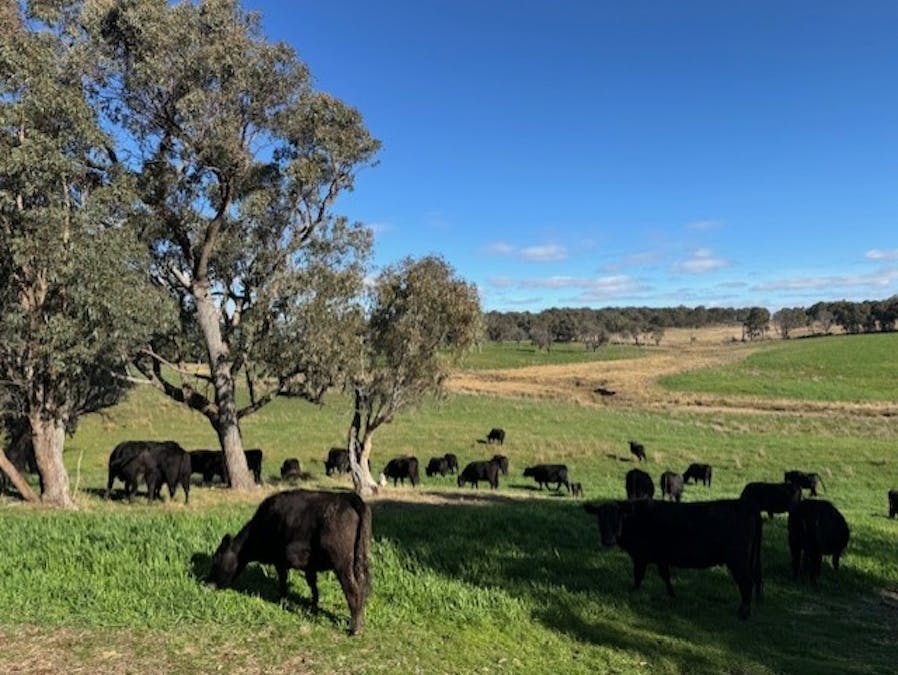 1182 Yalbraith Road, Taralga, NSW, 2580 - Image 2