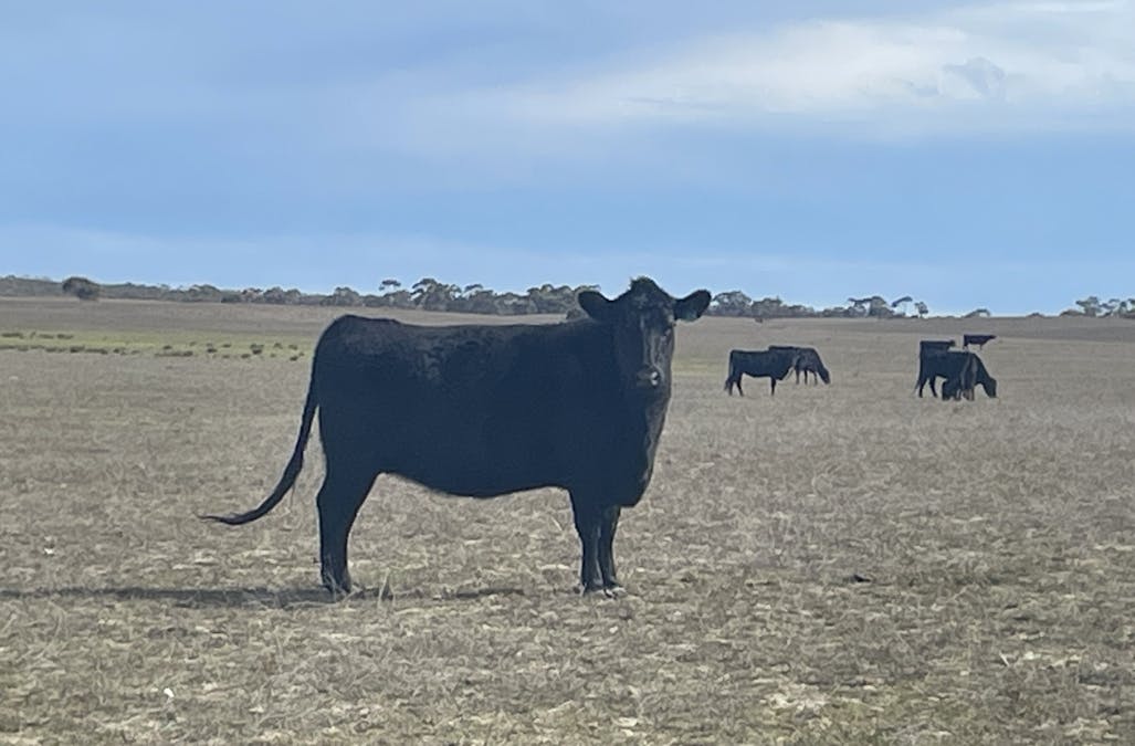 1287 Baan Hill Road, Lameroo, SA, 5302 - Image 11