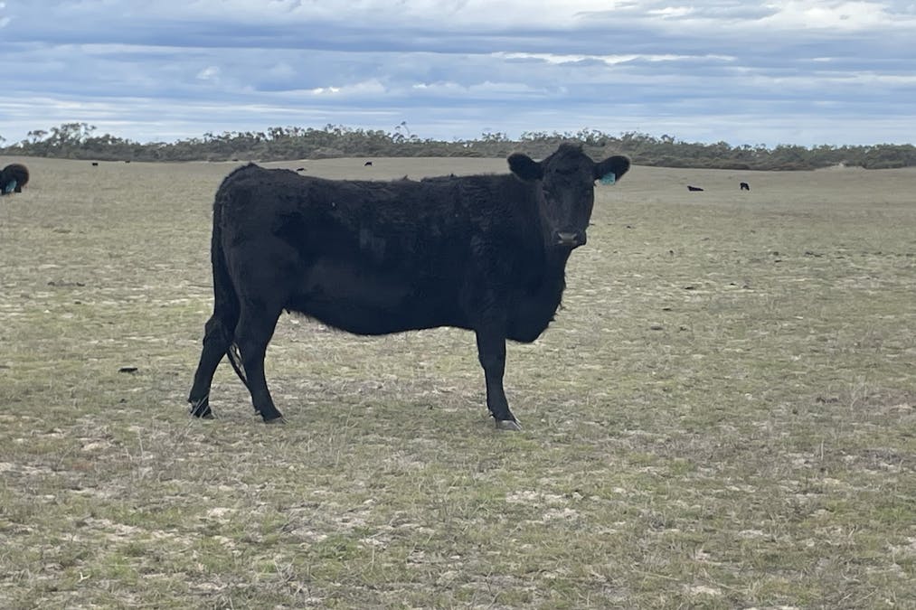 1287 Baan Hill Road, Lameroo, SA, 5302 - Image 16