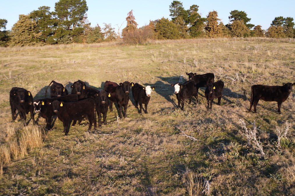 156  Hopefield Road, Boorowa, NSW, 2586 - Image 9