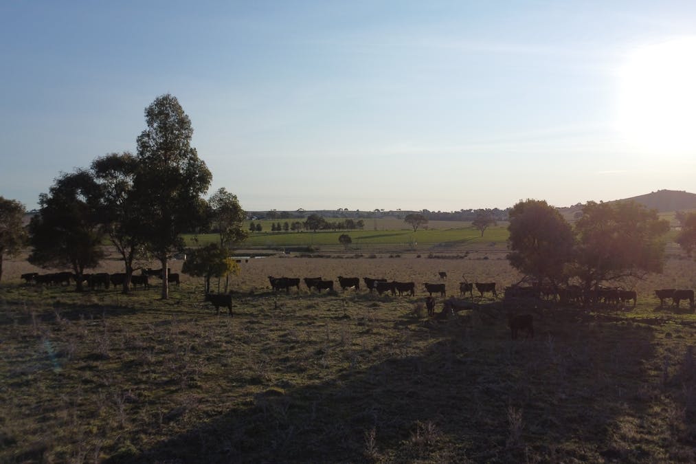 156  Hopefield Road, Boorowa, NSW, 2586 - Image 14