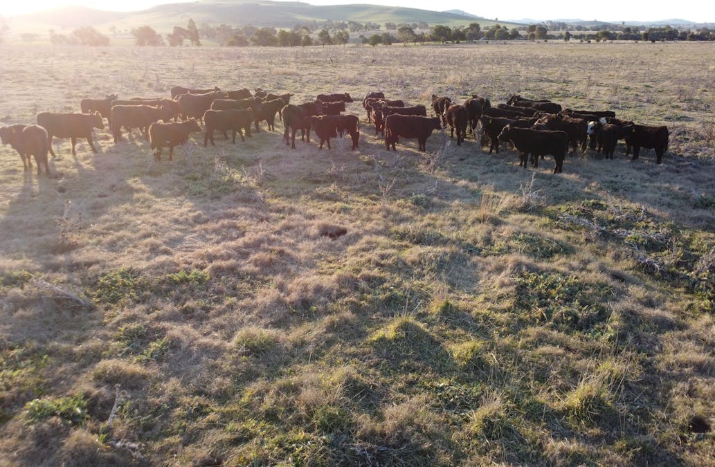 156  Hopefield Road, Boorowa, NSW, 2586 - Image 20