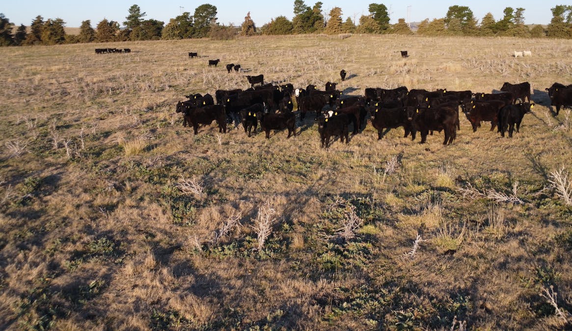 156  Hopefield Road, Boorowa, NSW, 2586 - Image 15
