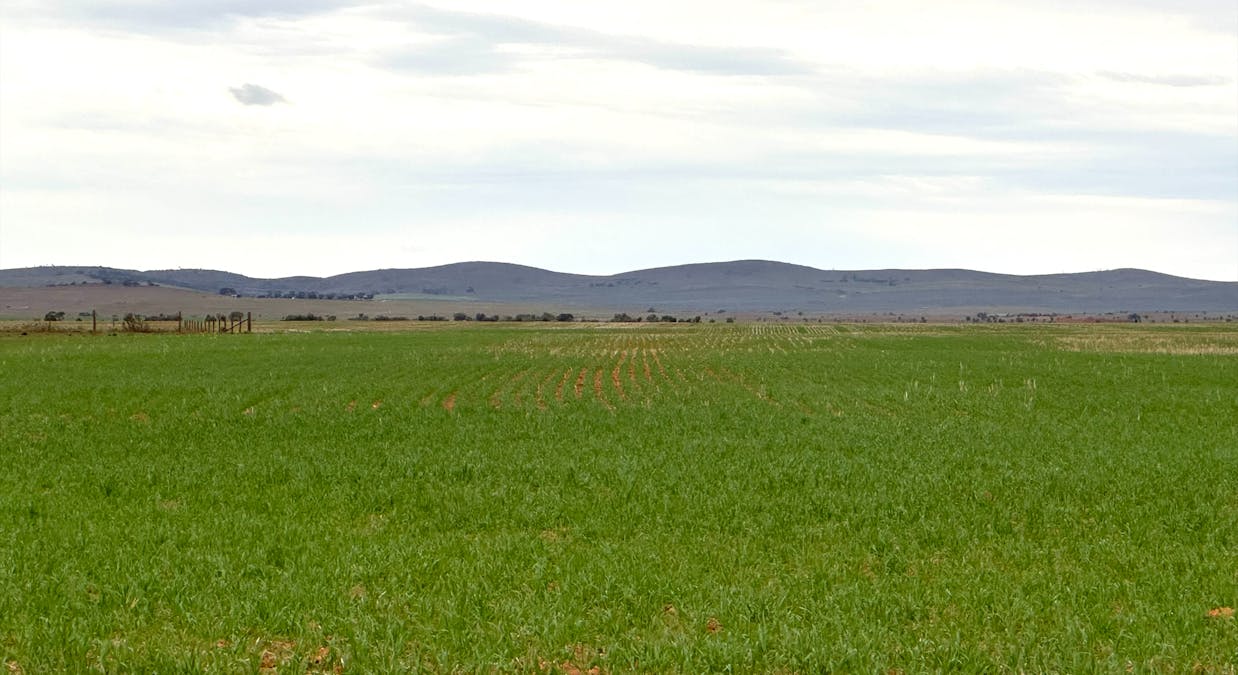 Hammond Road, Amyton, SA, 5431 - Image 2
