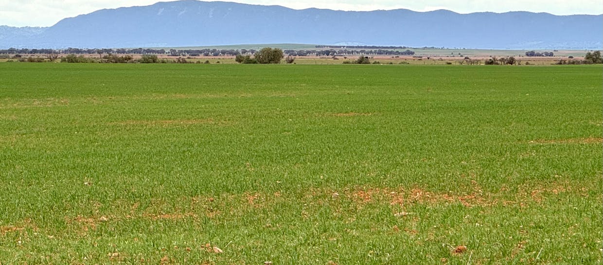 Hammond Road, Amyton, SA, 5431 - Image 3