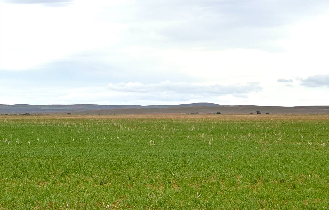 Hammond Road, Amyton, SA, 5431 - Image 5