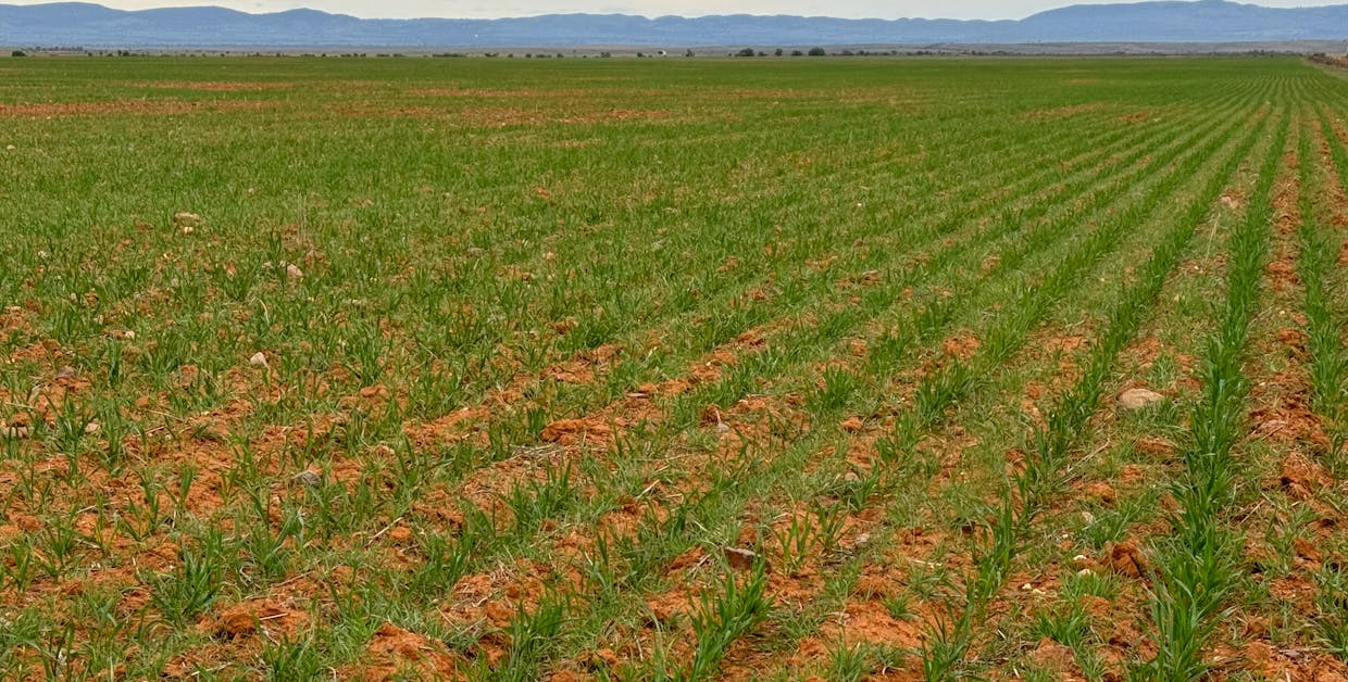 Hammond Road, Amyton, SA, 5431 - Image 4