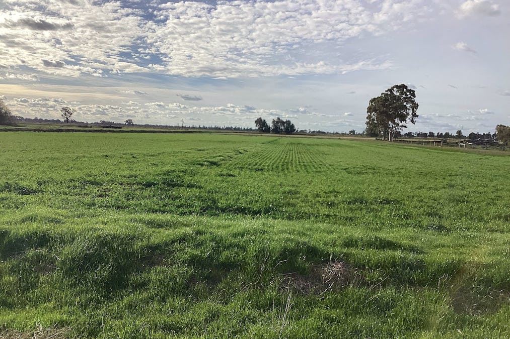 460-552 Lower Finley Road, Finley, NSW, 2713 - Image 15