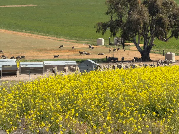 Quairading South Road, Dangin, WA, 6383