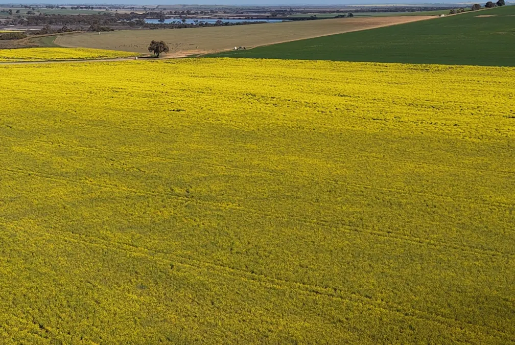 Quairading South Road, Dangin, WA, 6383 - Image 31