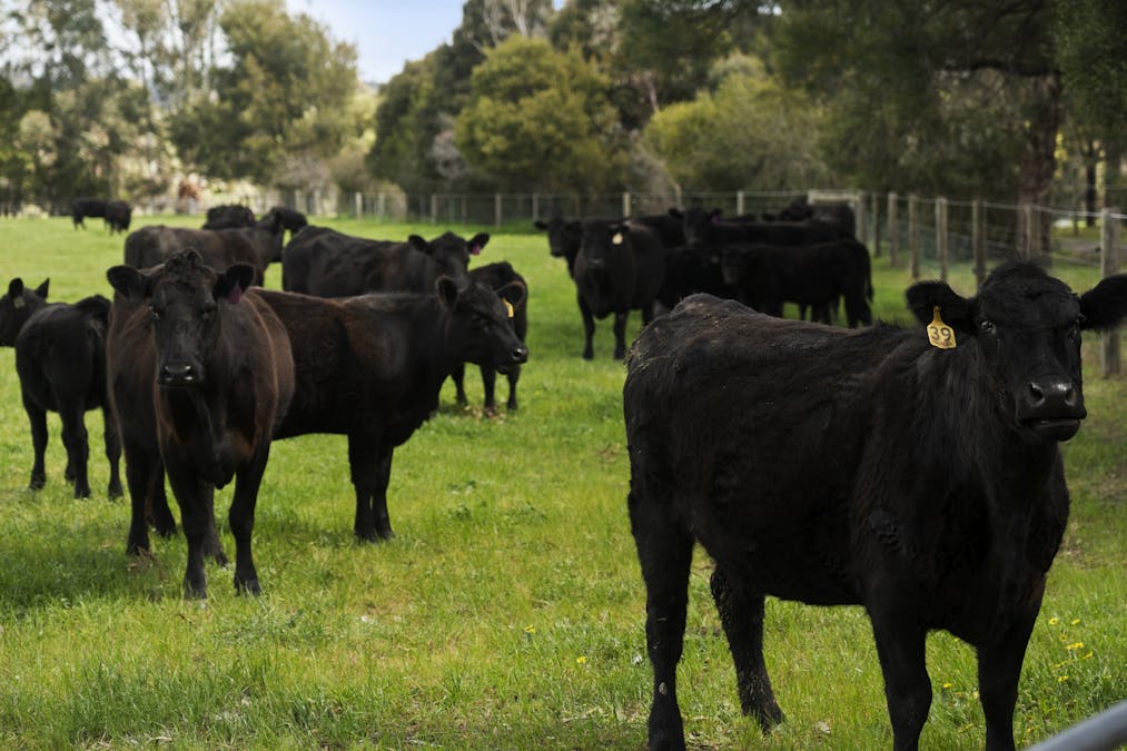 674 Euroa-Strathbogie Road, Euroa, VIC, 3666 - Image 31