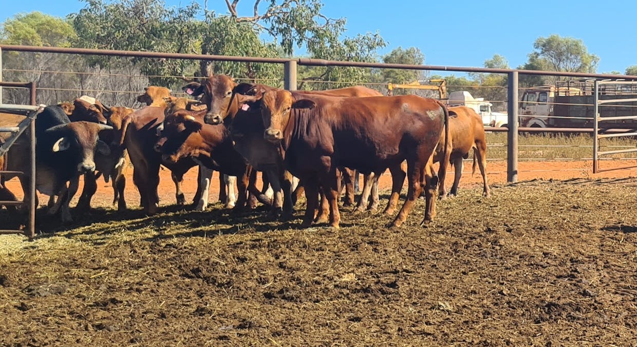 Cape Leveque Road, Broome, WA, 6725 - Image 6