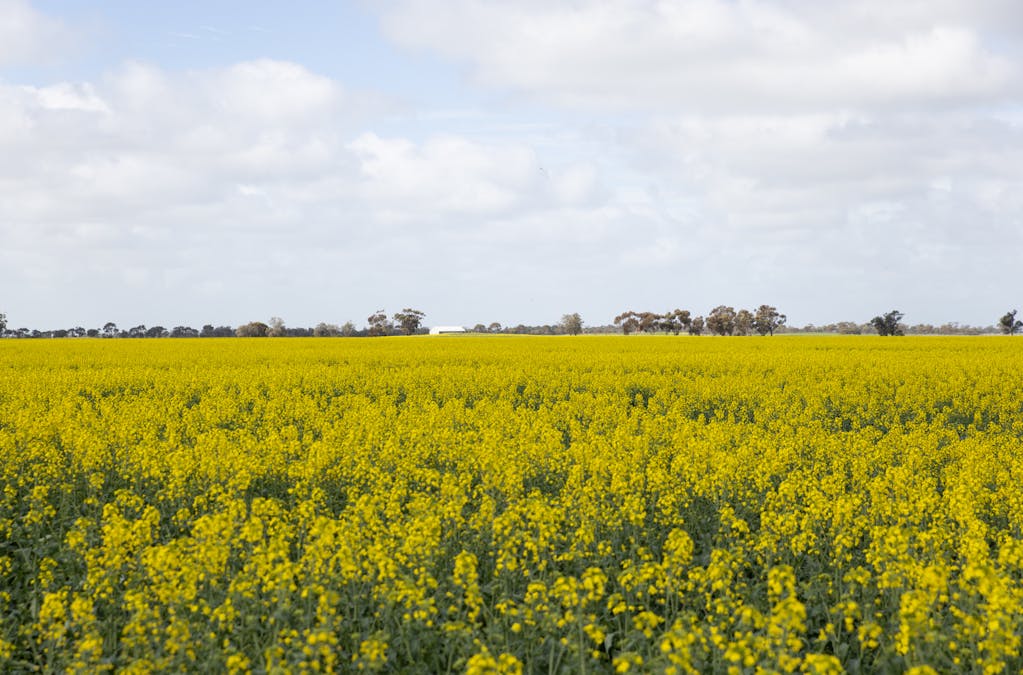 Mount Pleasant Road, Minyip, VIC, 3392 - Image 7