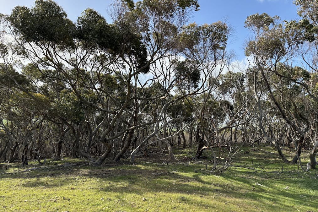 Allot 2 Gap Road, Edillilie, SA, 5630 - Image 24