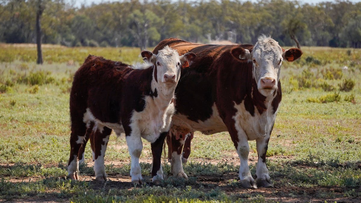 Coonamble, NSW, 2829 - Image 7