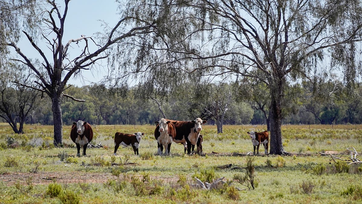 Coonamble, NSW, 2829 - Image 6