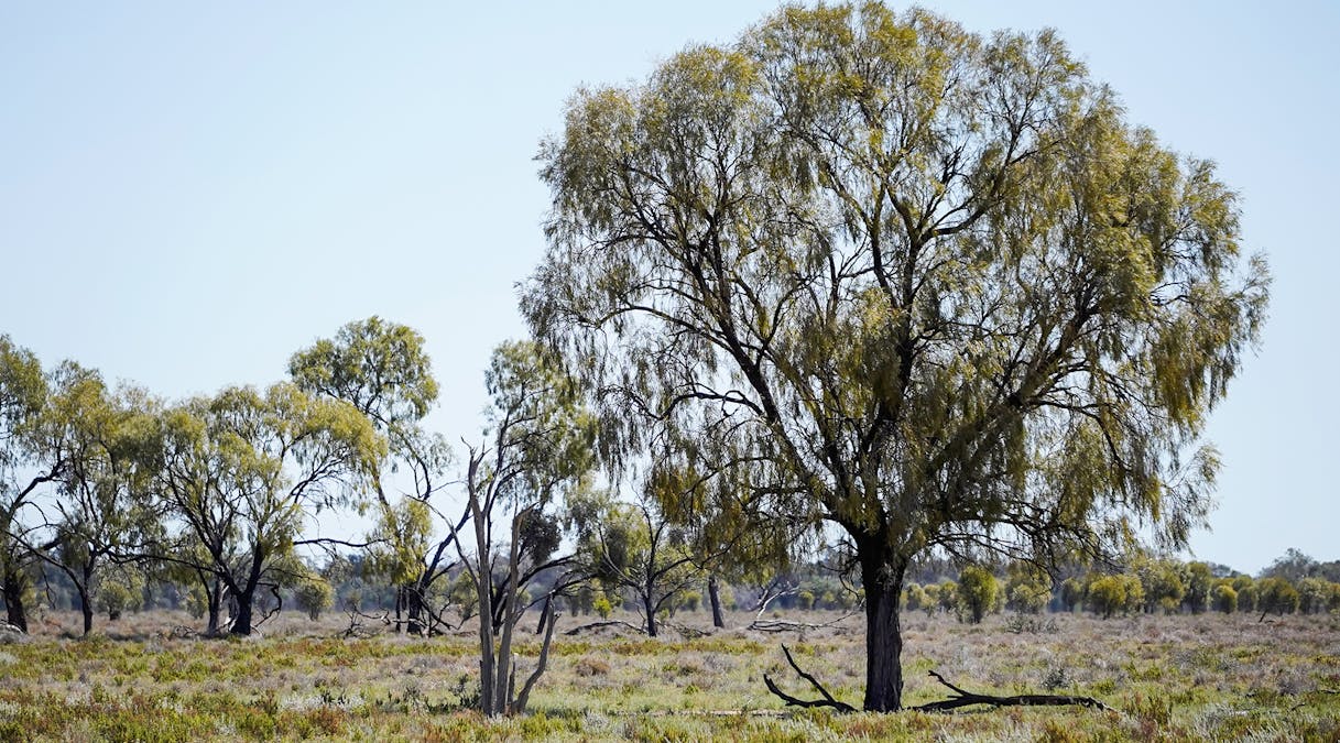 Coonamble, NSW, 2829 - Image 25