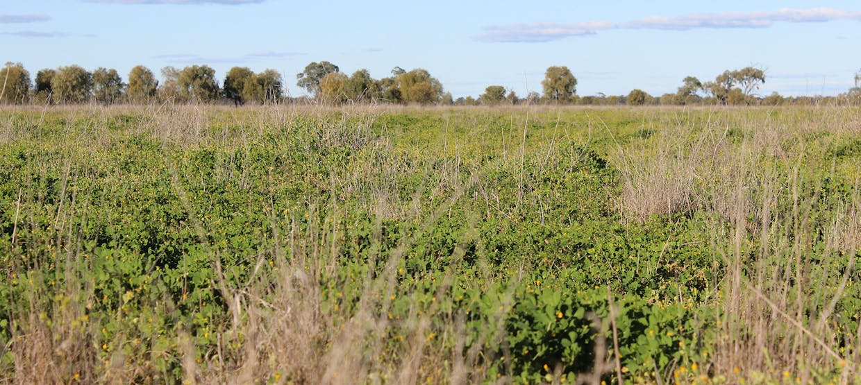 Coonamble, NSW, 2829 - Image 5