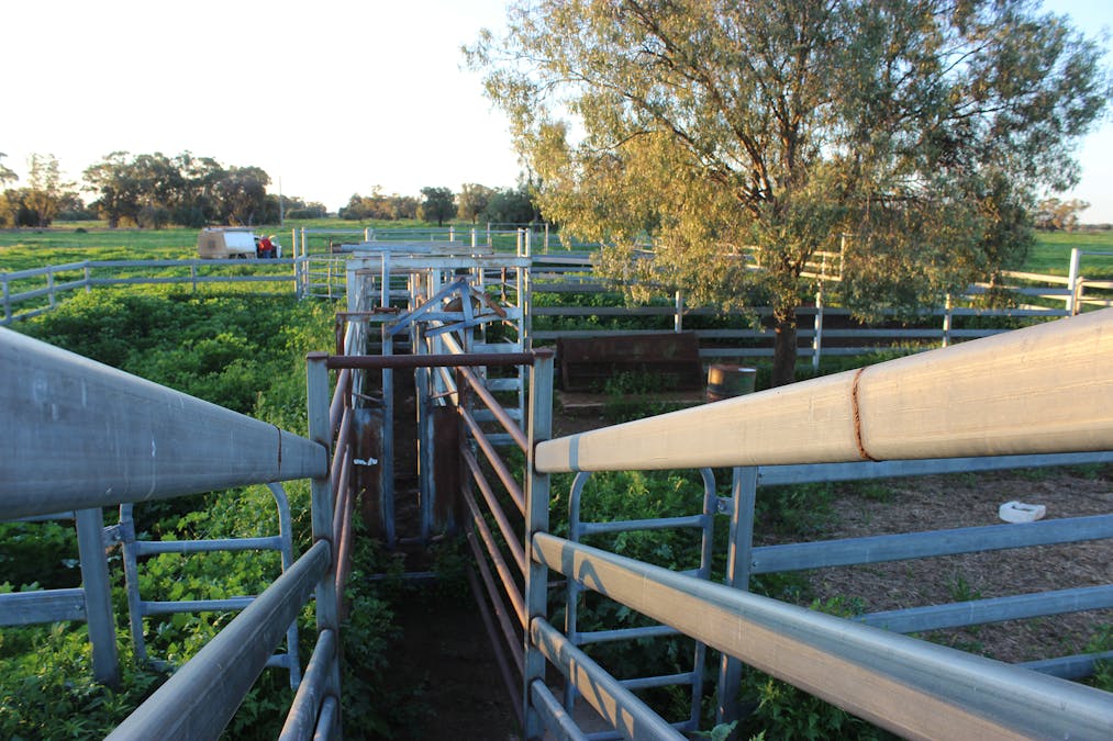 Coonamble, NSW, 2829 - Image 13
