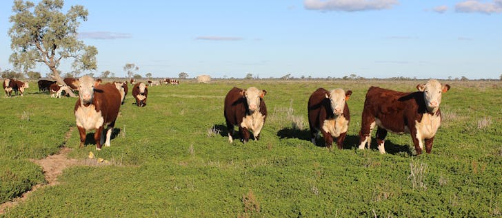 Coonamble, NSW, 2829 - Image 1