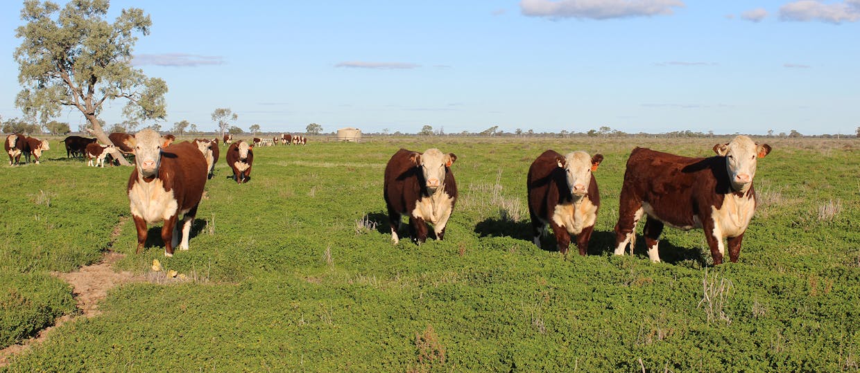 Coonamble, NSW, 2829 - Image 1