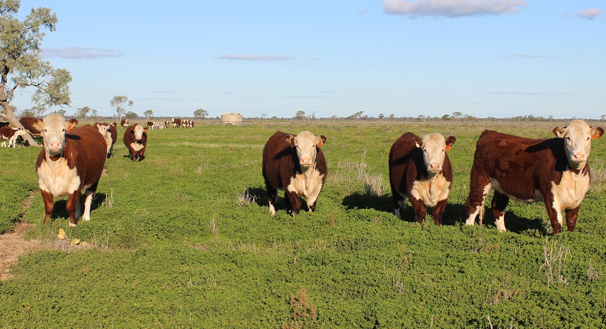 'Strathcona' 1378 Keewong Lane, Coonamble, NSW, 2829 - Image 1
