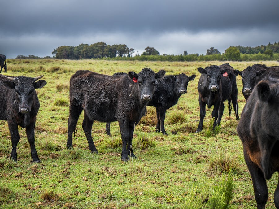 16090 Oxley Highway, Coonabarabran, NSW, 2357 - Image 18