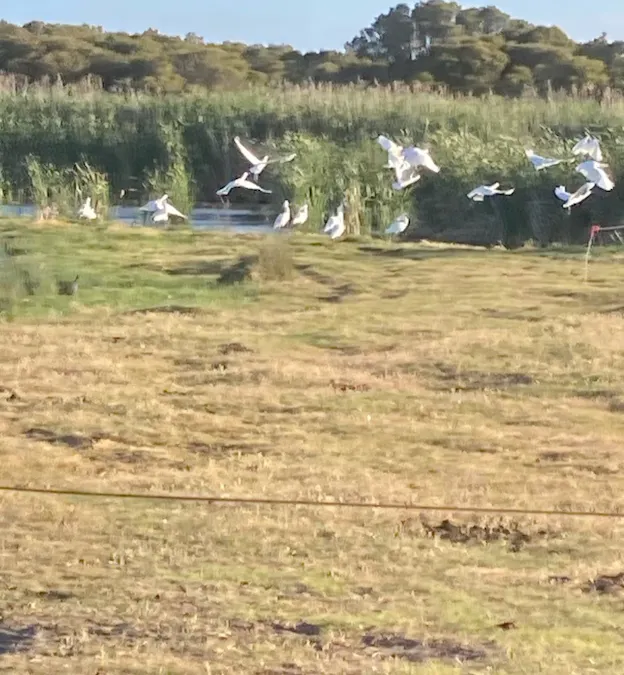 1408A&B Randell Road, Hindmarsh Island, SA, 5214 - Image 2