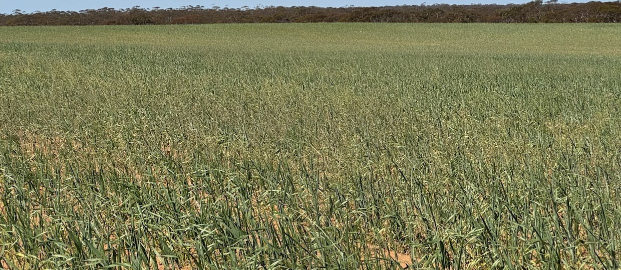 1719 New Well Centre Road, New Well, SA, 5357 - Image 6