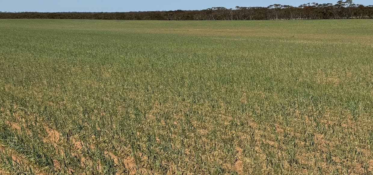 1719 New Well Centre Road, New Well, SA, 5357 - Image 5