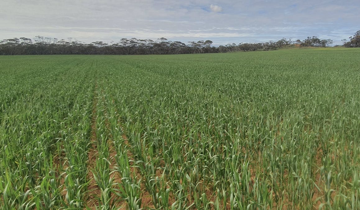 1719 New Well Centre Road, New Well, SA, 5357 - Image 2