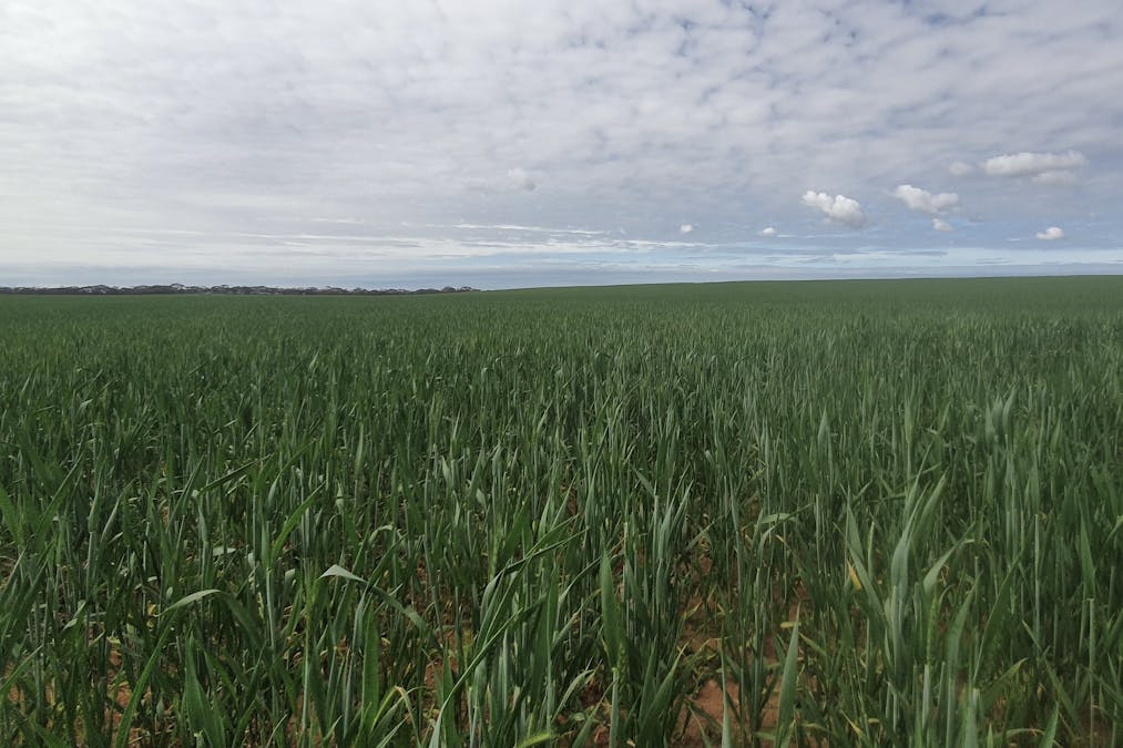 1719 New Well Centre Road, New Well, SA, 5357 - Image 3